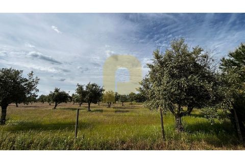 Farm hus i Avis, Portalegre, Avis - € 275.000 | Ref: PB2026503 - foto 42