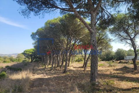 Helårsgrund i Sintra, Lisbon, Sintra - € 495.000 | Ref: T-29691 - foto 2