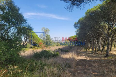 Helårsgrund i Sintra, Lisbon, Sintra - € 495.000 | Ref: T-29691 - foto 23