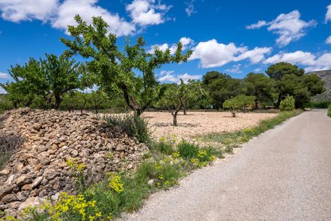 Terra a Pinoso, Alicante, Pinoso - € 47.950 | Ref: CF3337 - foto 4