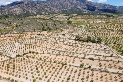 Terra a Pinoso, Alicante, Pinoso - € 47.950 | Ref: CF3337 - foto 5