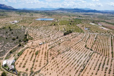 Terra a Pinoso, Alicante, Pinoso - € 47.950 | Ref: CF3337 - foto 7