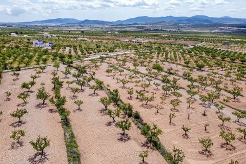 Terra a Pinoso, Alicante, Pinoso - € 47.950 | Ref: CF3337 - foto 9