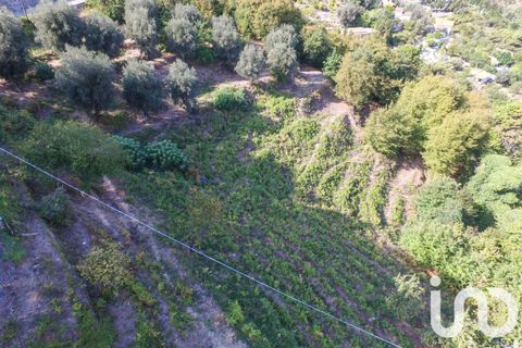 Terra a Sainte-Agnes, Alpes-Maritimes, Sainte-Agnes - € 918.000 | Ref: 86181 - foto 3