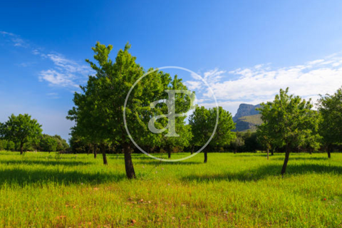 Wohnung in Capdepera, Mallorca, Capdepera - € 435.000 | Ref: ONPM260500101 - Foto 14