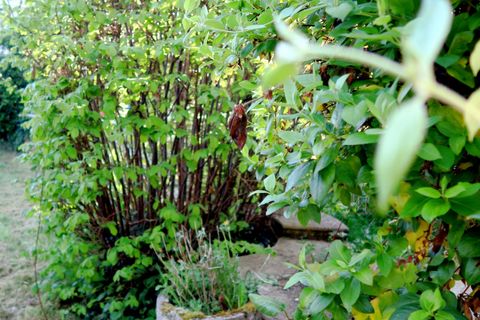 Villa i Le Fleix, Dordogne, Le Fleix - € 75.000 | Ref: 13088 - foto 8
