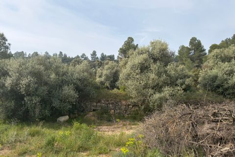 Terra a Asco, Tarragona, Asco - € 17.500 | Ref: Asc07jes - foto 7
