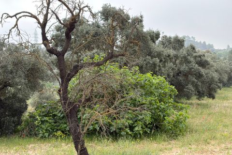 Terra a Asco, Tarragona, Asco - € 15.000 | Ref: Asc06jes - foto 7