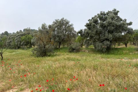 Terra a Asco, Tarragona, Asco - € 15.000 | Ref: Asc06jes - foto 4