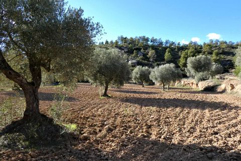 Finca i Batea, Tarragona, Batea - € 14.000 | Ref: 1123 - foto 10