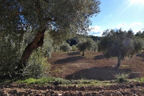Finca i Batea, Tarragona, Batea - € 14.000 | Ref: 1123 - foto 14