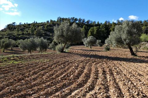 Finca i Batea, Tarragona, Batea - € 14.000 | Ref: 1123 - foto 12