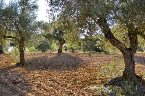 Finca i Batea, Tarragona, Batea - € 14.000 | Ref: 1123 - foto 9