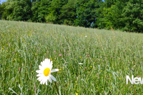Terra a Tulle, Correze, Tulle - € 43.000 | Ref: PM-5401B - foto 2