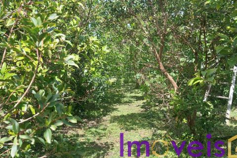 Helårsgrund i Castro Verde, Beja, Castro Verde - € 50.000 | Ref: TE -2026 / T HE - foto 2