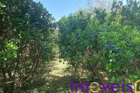 Helårsgrund i Castro Verde, Beja, Castro Verde - € 50.000 | Ref: TE -2026 / T HE - foto 7