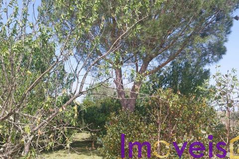 Helårsgrund i Castro Verde, Beja, Castro Verde - € 50.000 | Ref: TE -2026 / T HE - foto 9