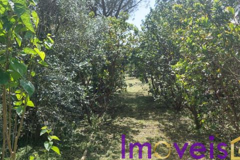 Helårsgrund i Castro Verde, Beja, Castro Verde - € 50.000 | Ref: TE -2026 / T HE - foto 11