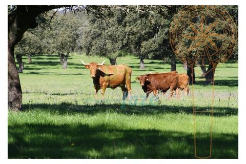 Landejendom i Redondo, Evora, Redondo - € 3.500.000 | Ref: 1070 - foto 1