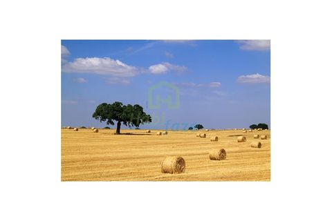 Landejendom i Redondo, Evora, Redondo - € 3.500.000 | Ref: 1070 - foto 4