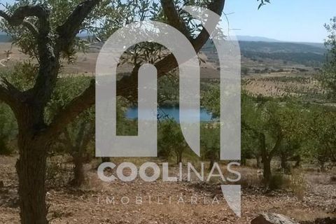 Landejendom i Castelo Branco, Castelo Branco, Castelo Branco - € 278.500 | Ref: 133.PP.26... - foto 37