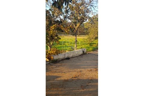 Farm i Olhao, Faro, Olhao - € 585.000 | Ref: QUI_2459_VEND - foto 12