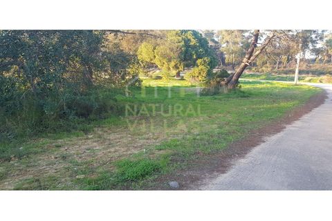 Farm i Olhao, Faro, Olhao - € 585.000 | Ref: QUI_2459_VEND - foto 39