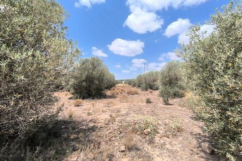 Landejendom i Caudete, Albacete, Caudete - € 67.500 | Ref: 70122 - foto 7