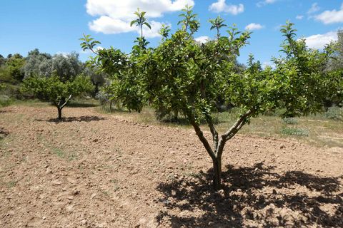 Finca i Calaceite, Teruel, Calaceite - € 34 000 | Ref: 1121 - foto 22