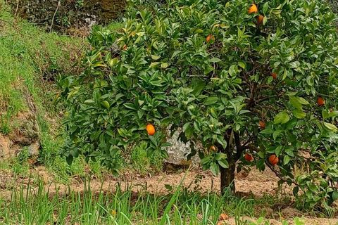 Villa i Mangualde, Viseu, Mangualde - € 30.000 | Ref: Q40 - foto 43