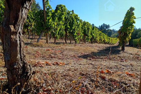 Helårsgrund i Mangualde, Viseu, Mangualde - € 13.000 | Ref: Q30.1 - foto 2
