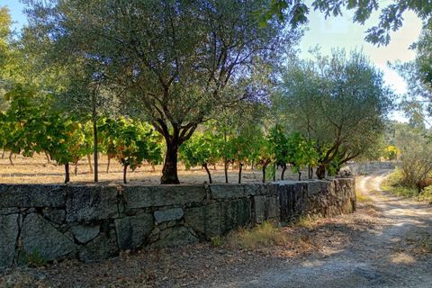 Helårsgrund i Mangualde, Viseu, Mangualde - € 13.000 | Ref: Q30.1 - foto 4
