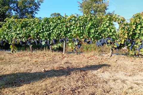 Helårsgrund i Mangualde, Viseu, Mangualde - € 13.000 | Ref: Q30.1 - foto 9