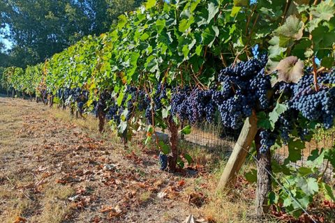 Helårsgrund i Mangualde, Viseu, Mangualde - € 13.000 | Ref: Q30.1 - foto 10