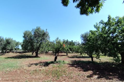 Landejendom i Ostuni, Brindisi, Ostuni - € 130.000 | Ref: 173043 - foto 13