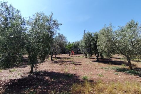 Landejendom i Ostuni, Brindisi, Ostuni - € 130.000 | Ref: 173043 - foto 12