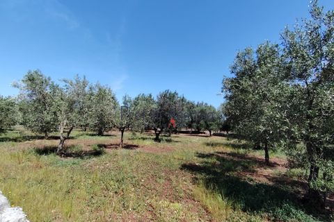 Landejendom i Ostuni, Brindisi, Ostuni - € 130.000 | Ref: 173043 - foto 16