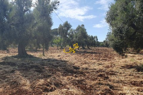 Landejendom i Monopoli, Bari, Monopoli - € 90.000 | Ref: R 561 - foto 10