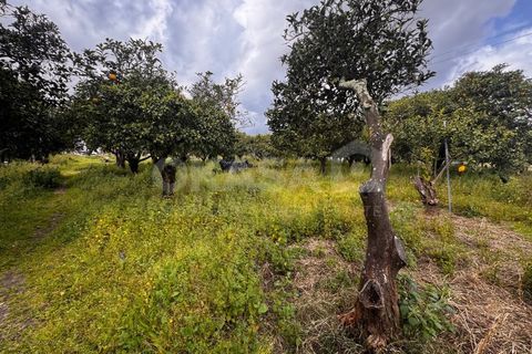 Granja a Setubal, Setubal, Setubal - € 460.000 | Ref: QUI_13211 - foto 22