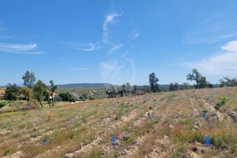 Helårsgrund i Castelo Branco, Castelo Branco, Castelo Branco - € 15.700 | Ref: H779 - foto 11