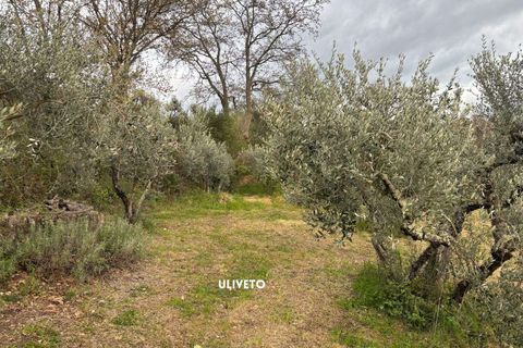 Villa i Roccatederighi, Grosseto, Roccatederighi - € 35.000 | Ref: 41741006-198-1137731 - foto 22