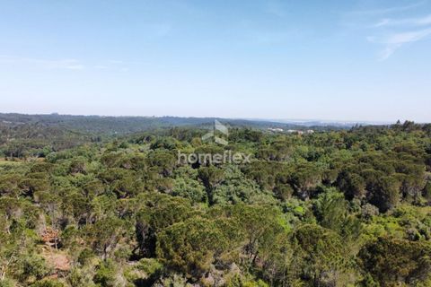 Tomt i Soure, Coimbra, Soure - € 66 500 | Ref: 1697/AV - foto 18