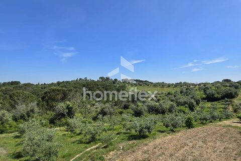 Tomt i Soure, Coimbra, Soure - € 66 500 | Ref: 1697/AV - foto 26