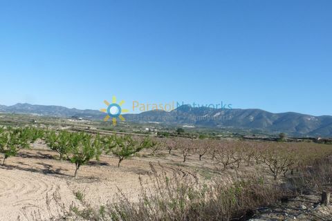 Terra a Belgida, Valencia, Belgida - € 125.000 | Ref: PNPT0019 - foto 4