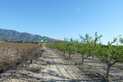 Terra a Belgida, Valencia, Belgida - € 125.000 | Ref: PNPT0019 - foto 16