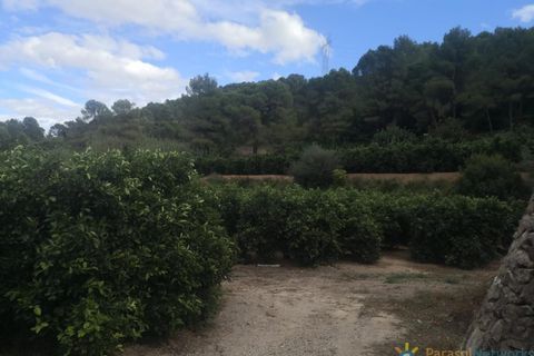 Tomt i Sellent, Valencia, Sellent - € 31 000 | Ref: PNPT247 - foto 10