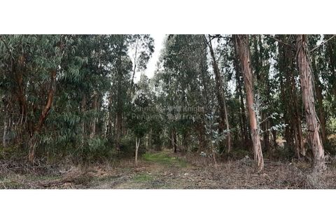 Landejendom i Ermidas do Sado, Setubal, Ermidas do Sado - € 3.750.000 | Ref: PROP-33124 - foto 7
