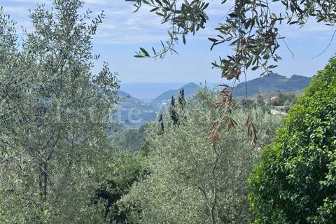 Helårsgrund i Perinaldo, Imperia, Perinaldo - € 55.000 | Ref: iv1338 - foto 6