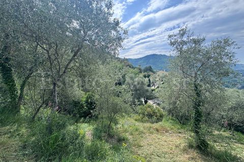 Helårsgrund i Perinaldo, Imperia, Perinaldo - € 55.000 | Ref: iv1338 - foto 9
