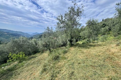 Helårsgrund i Perinaldo, Imperia, Perinaldo - € 55.000 | Ref: iv1338 - foto 10
